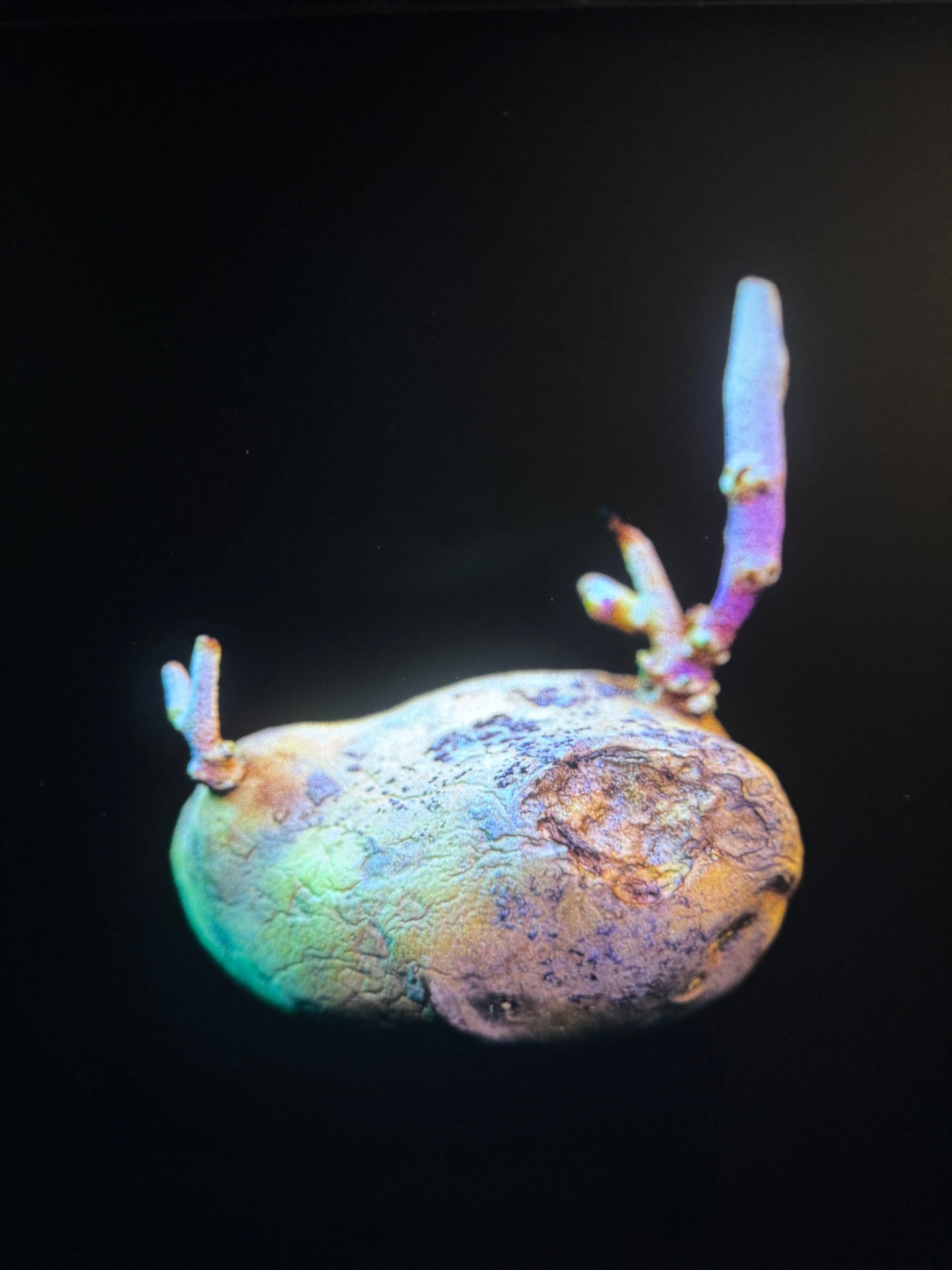 Running with scissors, but using speech notes