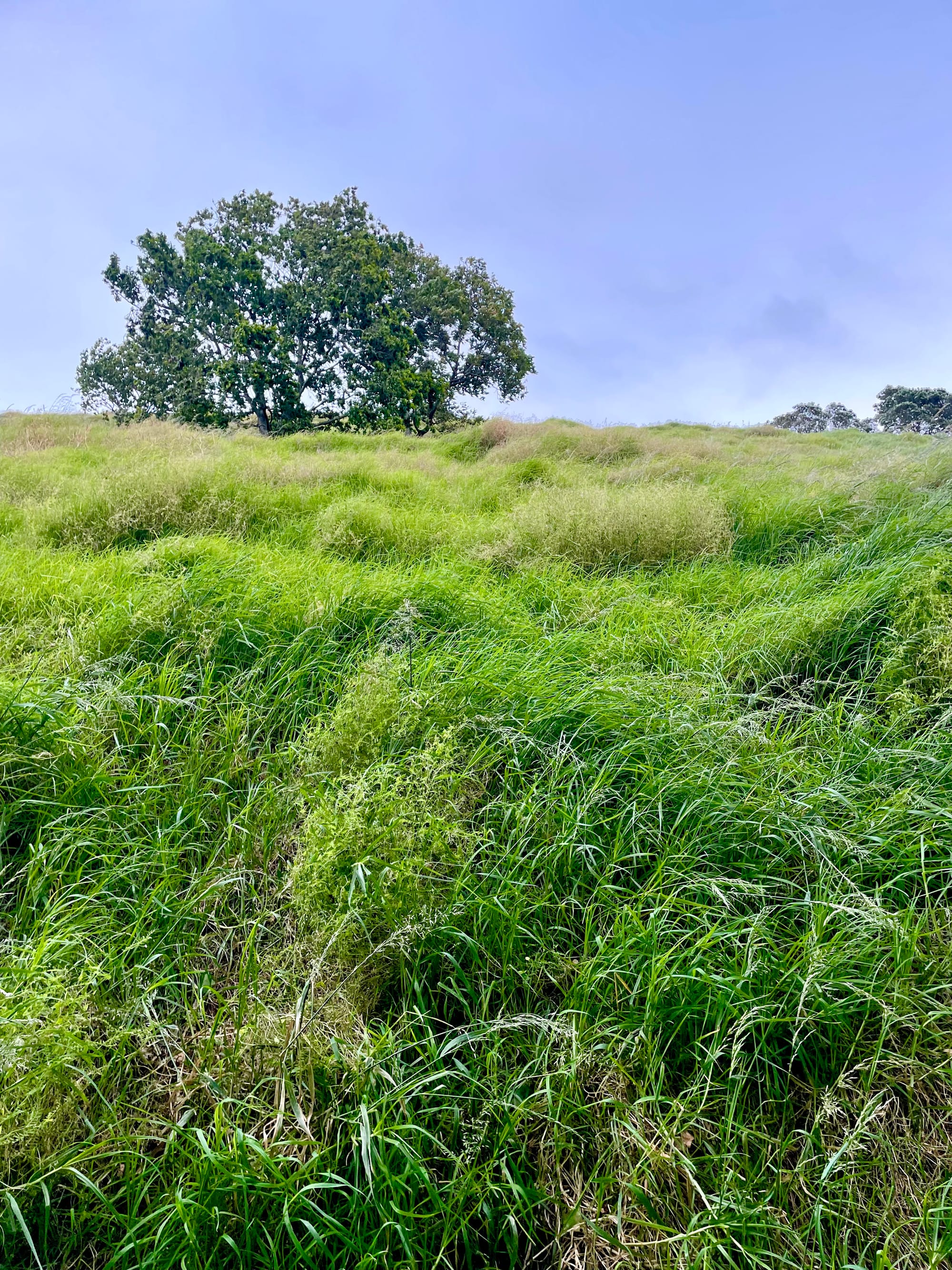 Going after every kind of rat