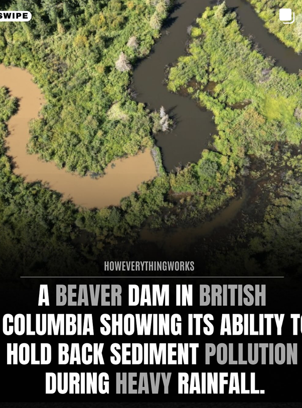 Late Capitalism / Early Dystopia FAQ