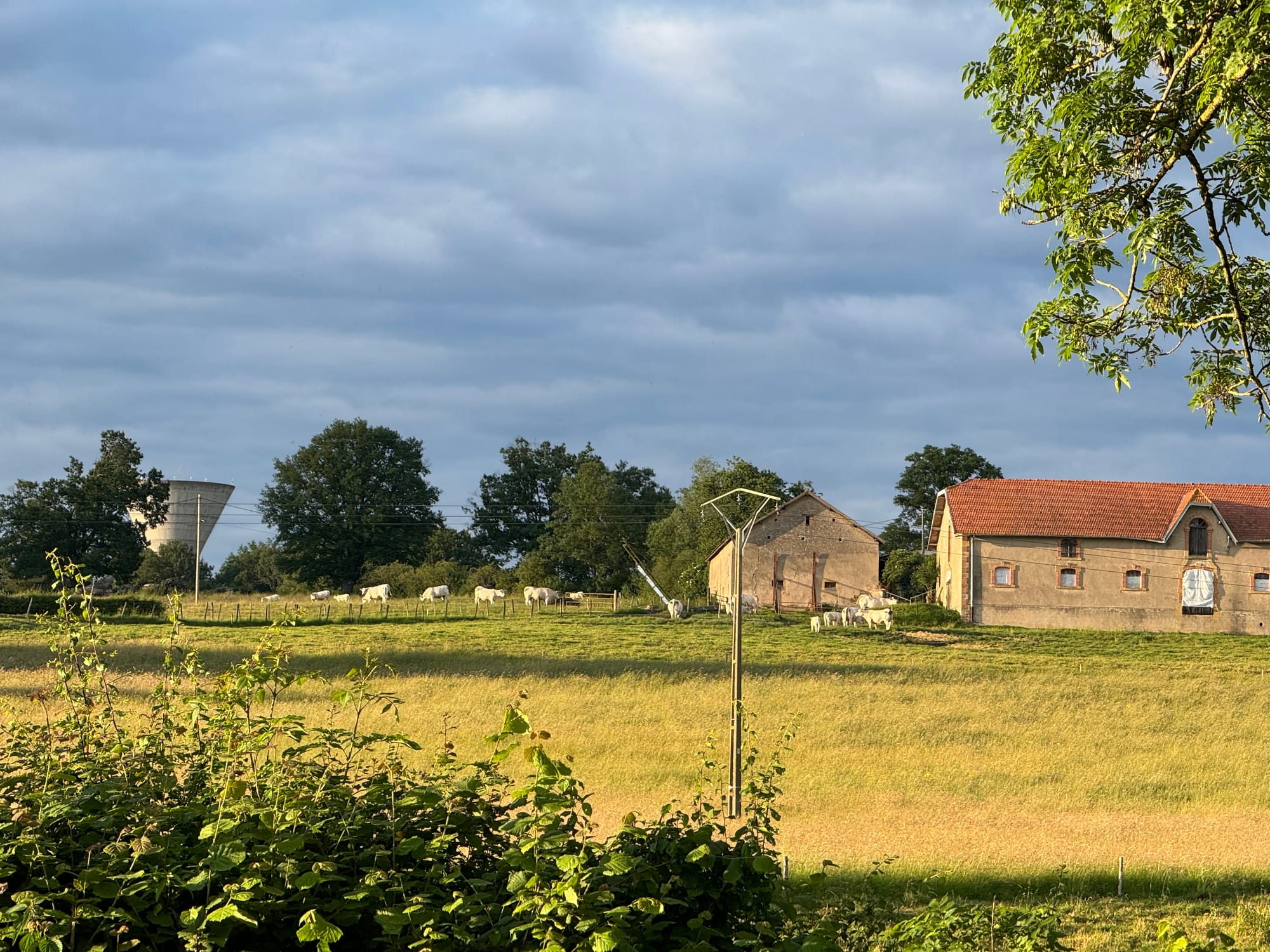 Various ratbags in the frame