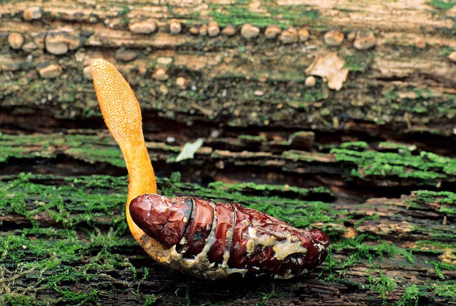 Trying to pull a Guy Fawkes on the nation’s founding document