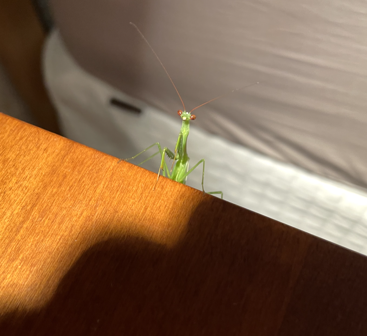 But here's my point about the large irony in what Luxon is saying