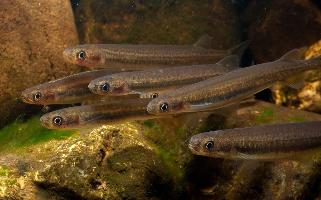 Up and not crying, proud to be carrying on