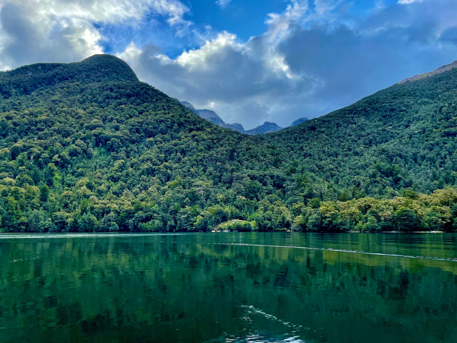 Kiwi Mums and Dads and other totems