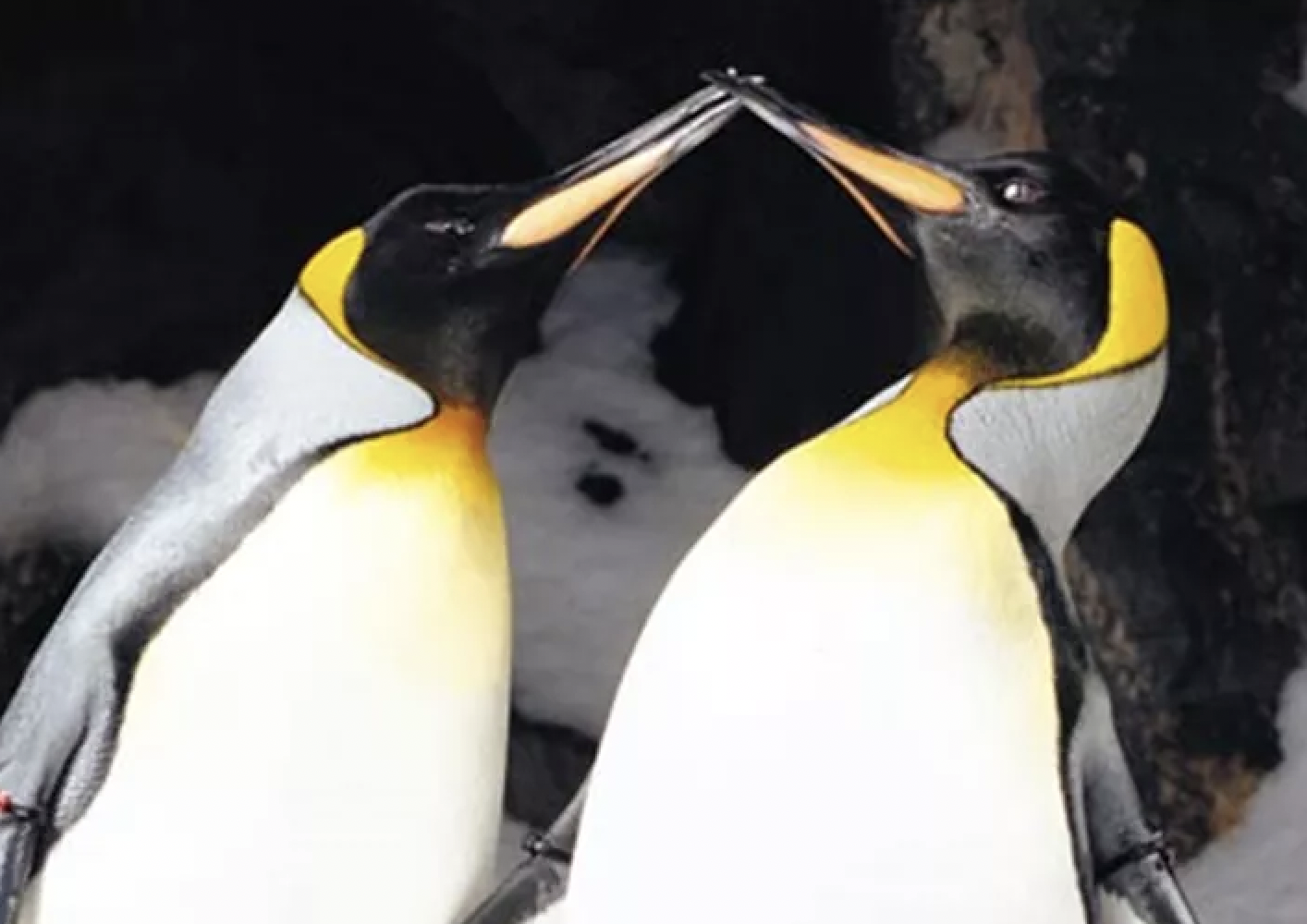 Penguins, a giant Orca, and a dully revolving drum