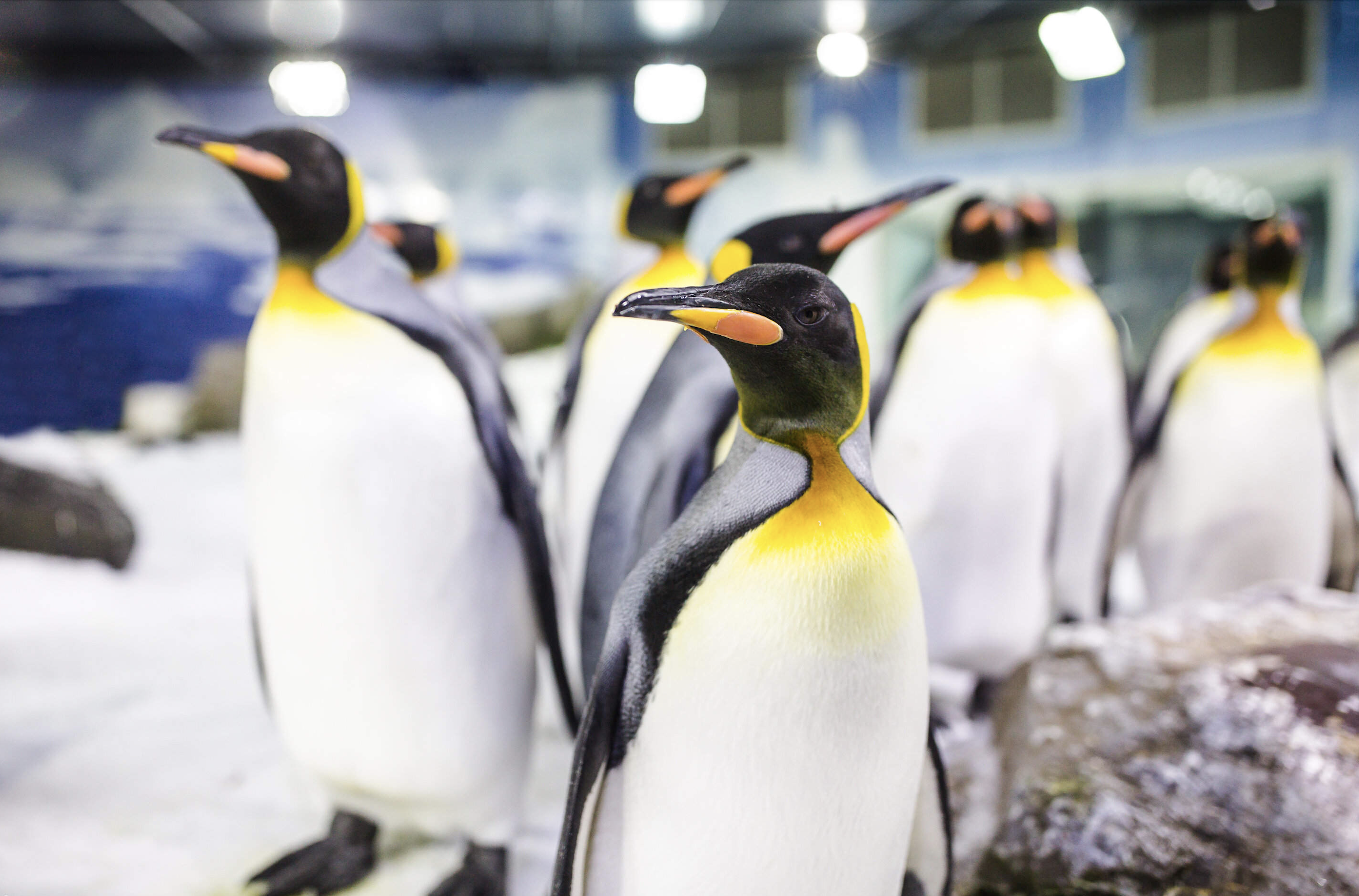 All your dreams are on their way